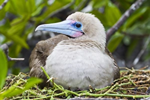 Adult dark morph red-footed booby (Sula sula), Genovesa Island, Galapagos Islands, Ecuador, South America
