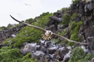 Adult dark morph red-footed booby (Sula sula) in flight, Genovesa Island, Galapagos Islands, Ecuador, South America