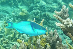 Raja Ampat Prints: An adult darkcap parrotfish (Scarus oviceps)