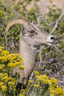 Adult desert bighorn sheep (Ovis canadensis), Zion National Park, Utah, United States of America, North America