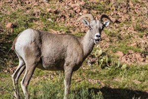 Horned Prints: Adult desert bighorn sheep (Ovis canadensis)
