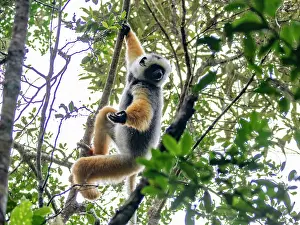 Climbing Prints: Adult diademed sifaka climbs a tree in Madagascar while searching for food in the forest canopy