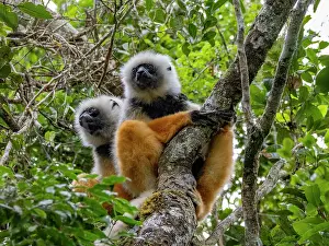 Endangered Prints: Adult diademed sifaka resting in a tree in Madagascar during the day