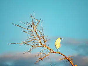 Tall Prints: Adult dimorphic egret perches on tree limb in Madagascar during the evening light