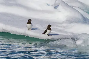 Glacial Prints: Adult dovekie (Alle alle alle) breeding area on the island of Bolscheoya in the Svalbard Archipelago