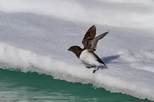 Flapping Prints: Adult dovekie (Alle alle alle) breeding area on the island of Bolscheoya in the Svalbard Archipelago
