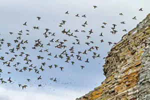 Graceful Prints: Adult dovekies (Little Auk) (Alle alle) in flight at Rubini Rock