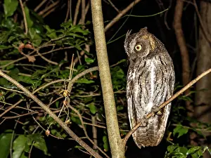 Portrait Prints: Adult dry forest scops owl perched on a tree limb at night in Madagascar's Anjajavy Private Reserve