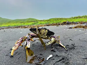 Crustacean Prints: Adult dungeness crab moving along the shore in Tanaga Bay, Alaska during a cloudy day