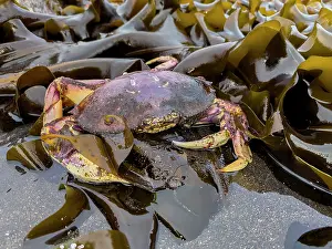 Crustacean Prints: Adult dungeness crab rests among seaweed in Tanaga Bay