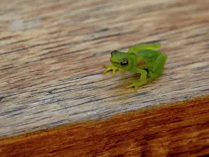 Amazon Prints: An adult dwarf glass frog, Teratohyla spinosa
