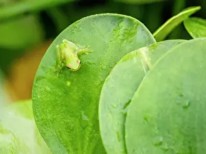 Amphibian Prints: An adult dwarf glass frog, Teratohyla spinosa