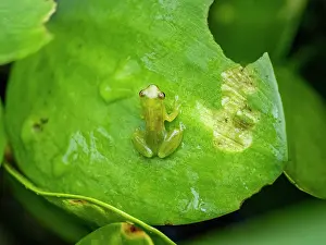 Amphibian Prints: An adult dwarf glass frog, Teratohyla spinosa