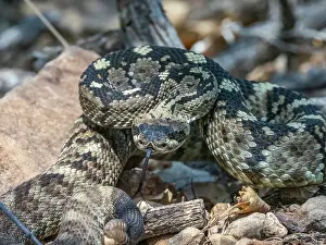 Texas Prints: An adult Eastern black-tailed rattlesnake (Crotalus ornatus)