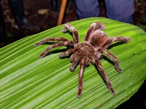 Loss Prints: Adult Ecuadorian brown velvet tarantula