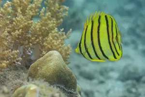 Striped Prints: An adult eightband butterflyfish (Chaetodon octofasciatus)