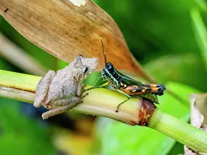 Amphibian Prints: An adult Eirunepe snouted tree frog