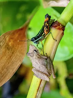 Entomology Prints: An adult Eirunepe snouted tree frog