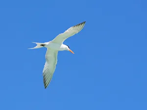 Glide Prints: Adult elegant tern (Thalasseus elegans)