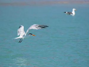 Feathered Prints: Adult elegant tern (Thalasseus elegans)