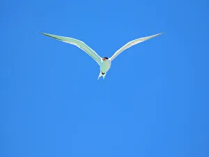 Graceful Prints: Adult elegant tern (Thalasseus elegans)