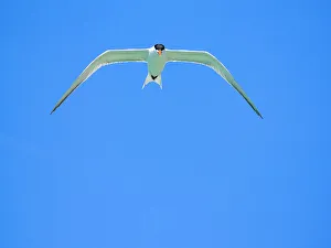 Graceful Prints: Adult elegant tern (Thalasseus elegans)