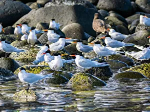 Rest Prints: Adult elegant terns (Thalasseus elegans)