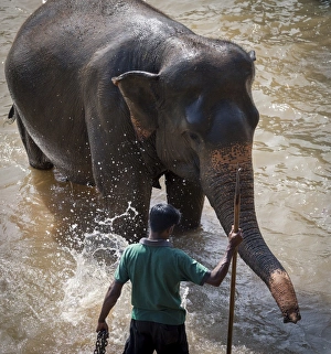 Togetherness Prints: An adult elephant (Elephantidae) washes in the river