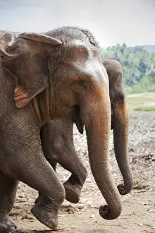 Elephas Maximus Maximus Prints: Adult elephants (Elephantidae) at the Pinnewala Elephant Orphanage, Sri Lanka, Asia