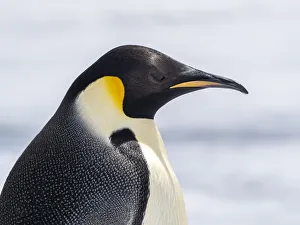 An adult emperor penguin (Aptenodytes forsteri), on the ice near Snow Hill Island, Weddell Sea, Antarctica, Polar Regions