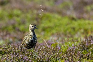 Volcanic Crater Prints: An adult Eurasian golden plover (Pluvialis apricaria), near Eldborg Volcanic Crater