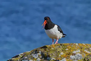 Shorebird Prints: Adult Eurasian oystercatcher (Haematopus ostralegus ostralegus) in full breeding plumage at Isfjardardjup
