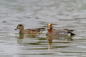 Duck Prints: Adult Eurasian Wigeon (Anas penelope) in breeding plumage on Lake Myvatn, Iceland