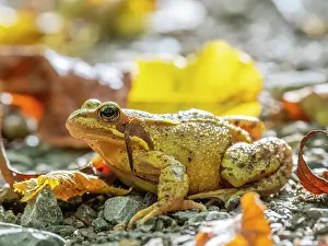 Frog Prints: An adult European common frog (Rana temporaria) on the ground in Hainich National Park