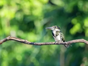 Opportunity Prints: An adult female Amazon kingfisher (Chloroceryle amazona) perched on a tree on Clavero Lake
