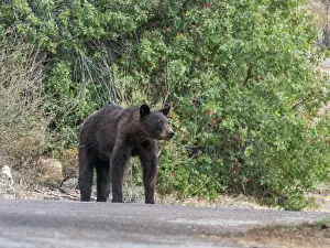 Texas Prints: An adult female American black bear (Ursus americanus)