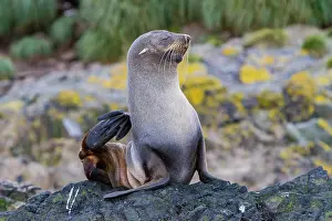 Sunbathing Prints: Adult female Antarctic fur seal scratching on a rock in South Georgia during daylight hours