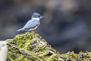 Kingfisher Prints: An adult female belted kingfisher (Megaceryle alcyon), Misty Fjords National Monument