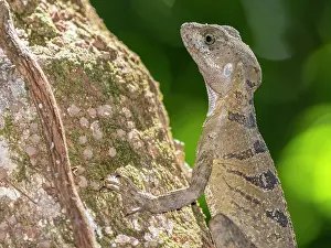 Female Animal Prints: An adult female common basilisk (Basiliscus basiliscus) on a tree next to a stream in Caletas