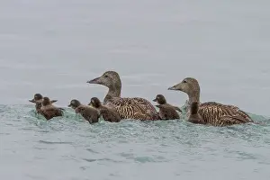 Animal Kingdom Prints: Adult female common eider ducks (Somateria mollissima) swimming with ducklings of Edgeoya in Svalbard