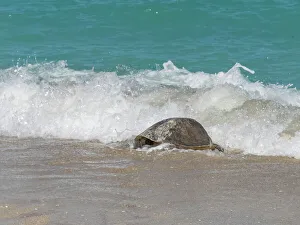 Shell Prints: An adult female green sea turtle (Chelonia mydas)