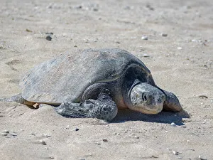 Seashore Prints: An adult female green sea turtle (Chelonia mydas)