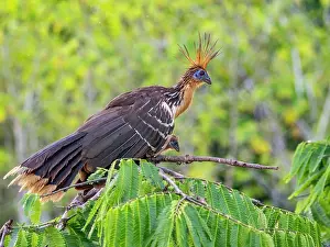 Avifauna Prints: An adult female hoatzin, Opisthocomus hoazin