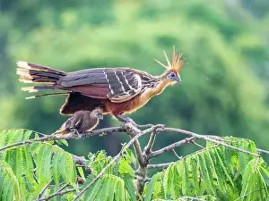 Nests Prints: An adult female hoatzin, Opisthocomus hoazin