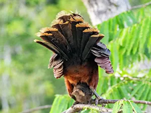 Protecting Prints: An adult female hoatzin, Opisthocomus hoazin