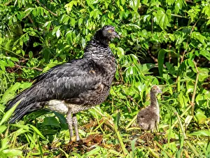 Nests Prints: An adult female horned screamer