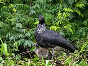 Mother Prints: An adult female horned screamer