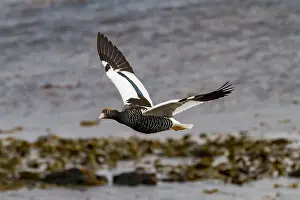 Birding Prints: Adult female kelp goose (Chloephaga hybrida) in the Falkland Islands