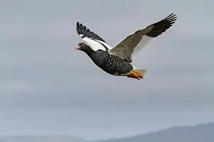 Awareness Prints: Adult female kelp goose (Chloephaga hybrida) in the Falkland Islands