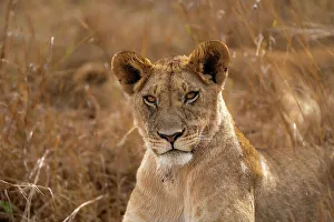 Savannah Prints: Adult female Lion (Panthera leo) in the Maasai Mara, Kenya, East Africa, Africa